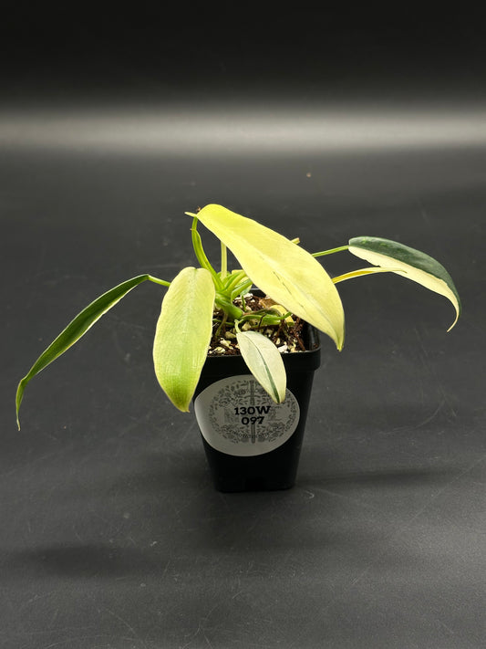 🧬🌀 Gribble-Punt-99 🌀🧬 (130W097) in a black pot, showcasing variegated pale yellow to cream, long, narrow leaves with green edges.