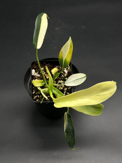 🧬🌀 Gribble-Punt-99 🌀🧬 (130W097) variegated houseplant cutting in a small black pot, featuring striking two-tone leaves typical of exotic variegated aroids.