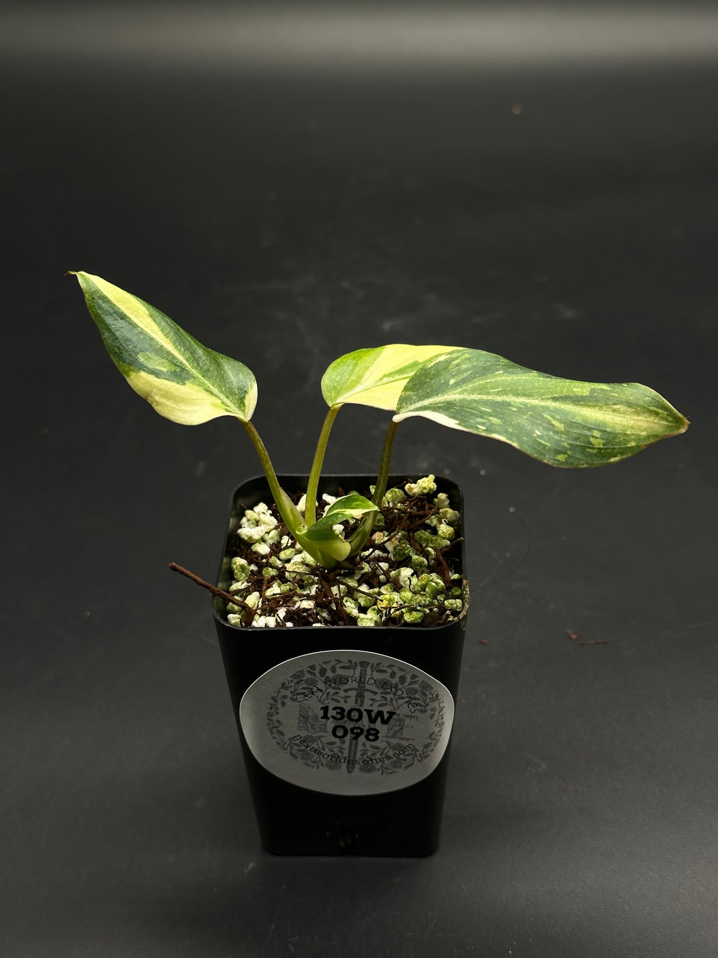 Zonko-Bonko-Zip (130W098) in black pot, features two variegated leaves in a mix of orchid bark and perlite, ideal for collectors.