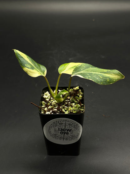 Zonko-Bonko-Zip (130W098) in black pot, features two variegated leaves in a mix of orchid bark and perlite, ideal for collectors.