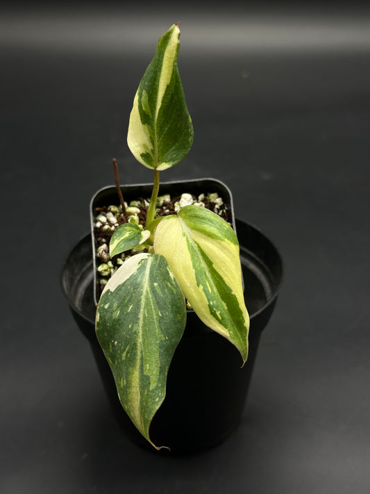 Zonko-Bonko-Zip (130W098) features a variegated tropical houseplant in a black nursery pot, showcasing three lanceolate leaves with green and creamy variegation.