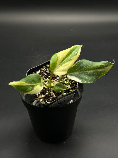🦾💥 Zonko-Bonko-Zip 💥🦾 (130W098), a small variegated aroid in a black nursery pot, showcasing striking green-and-chartreuse leaves. Perfect for exotic plant enthusiasts.