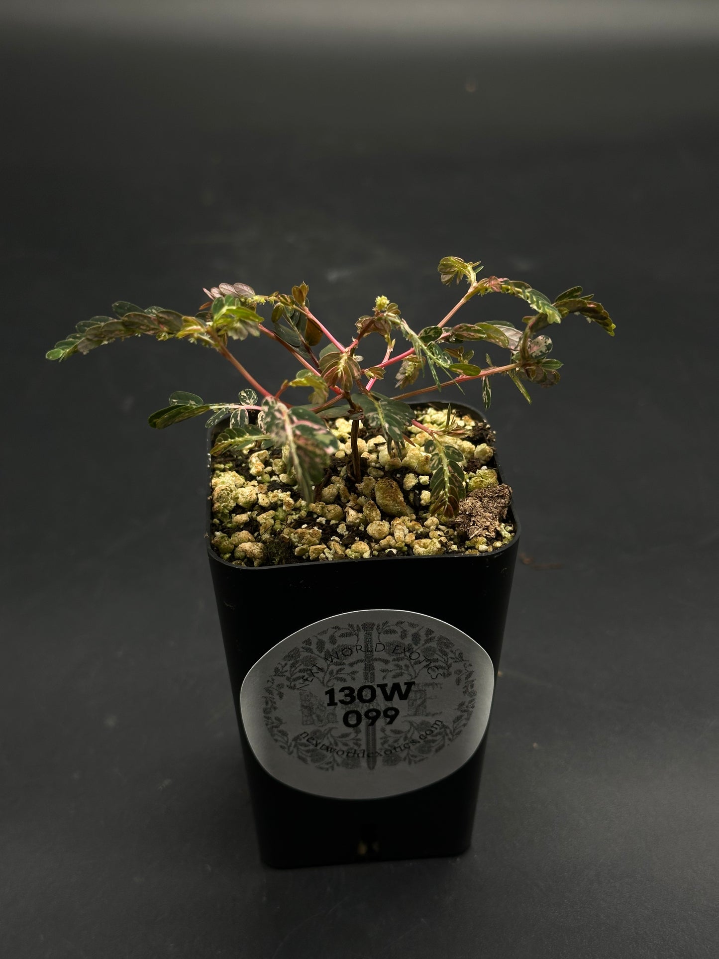 🦿🤪 Flim-Flam-Floop 🤪🦿 seedling in a black nursery pot with pumice substrate, featuring pinkish stems, fern-like leaves, and label “130W 099.”