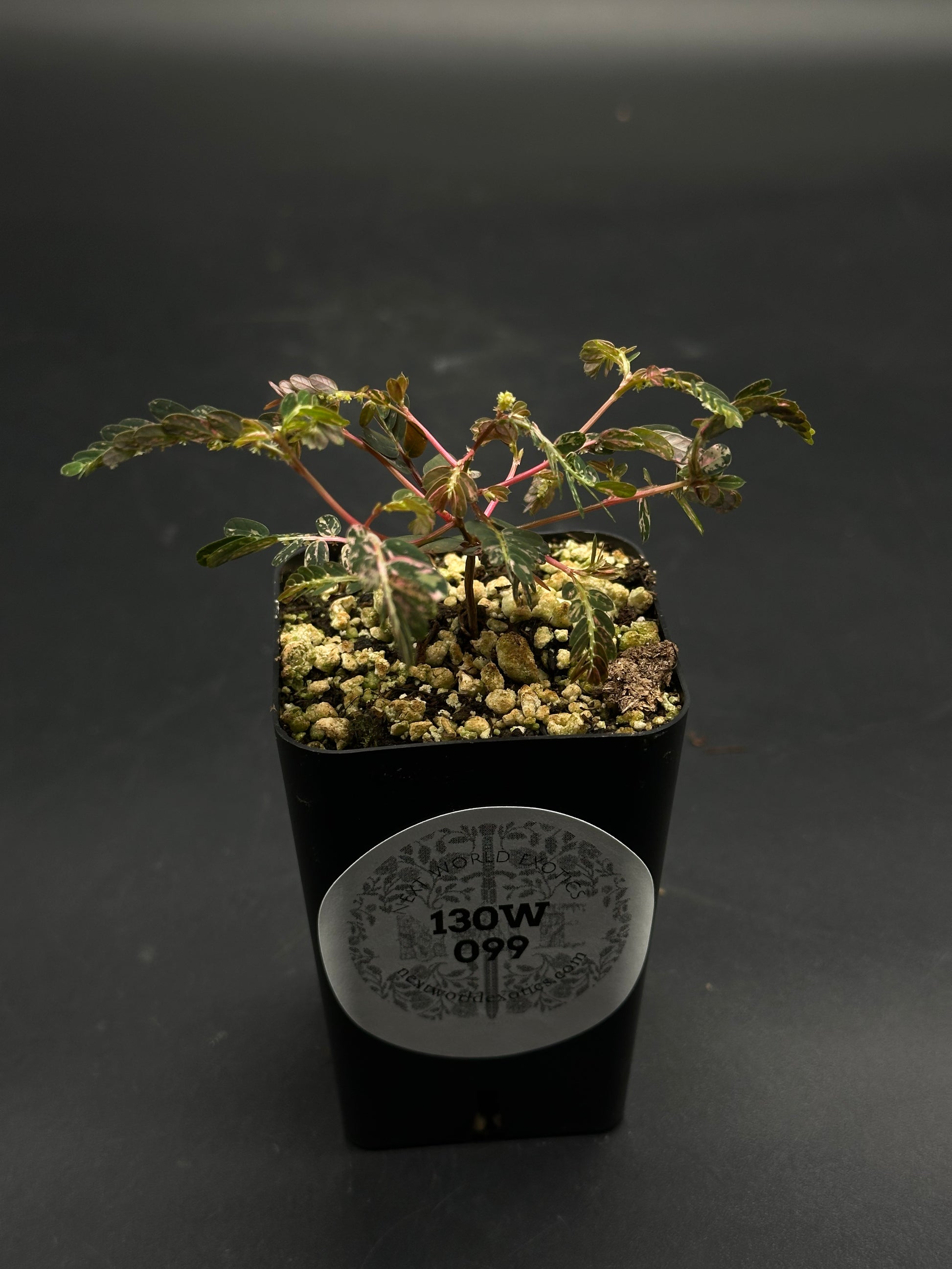 🦿🤪 Flim-Flam-Floop 🤪🦿 seedling in a black nursery pot with pumice substrate, featuring pinkish stems, fern-like leaves, and label “130W 099.”