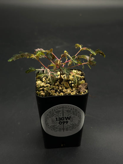 🦿🤪 Flim-Flam-Floop 🤪🦿 seedling in a black nursery pot with pumice substrate, featuring pinkish stems, fern-like leaves, and label “130W 099.”