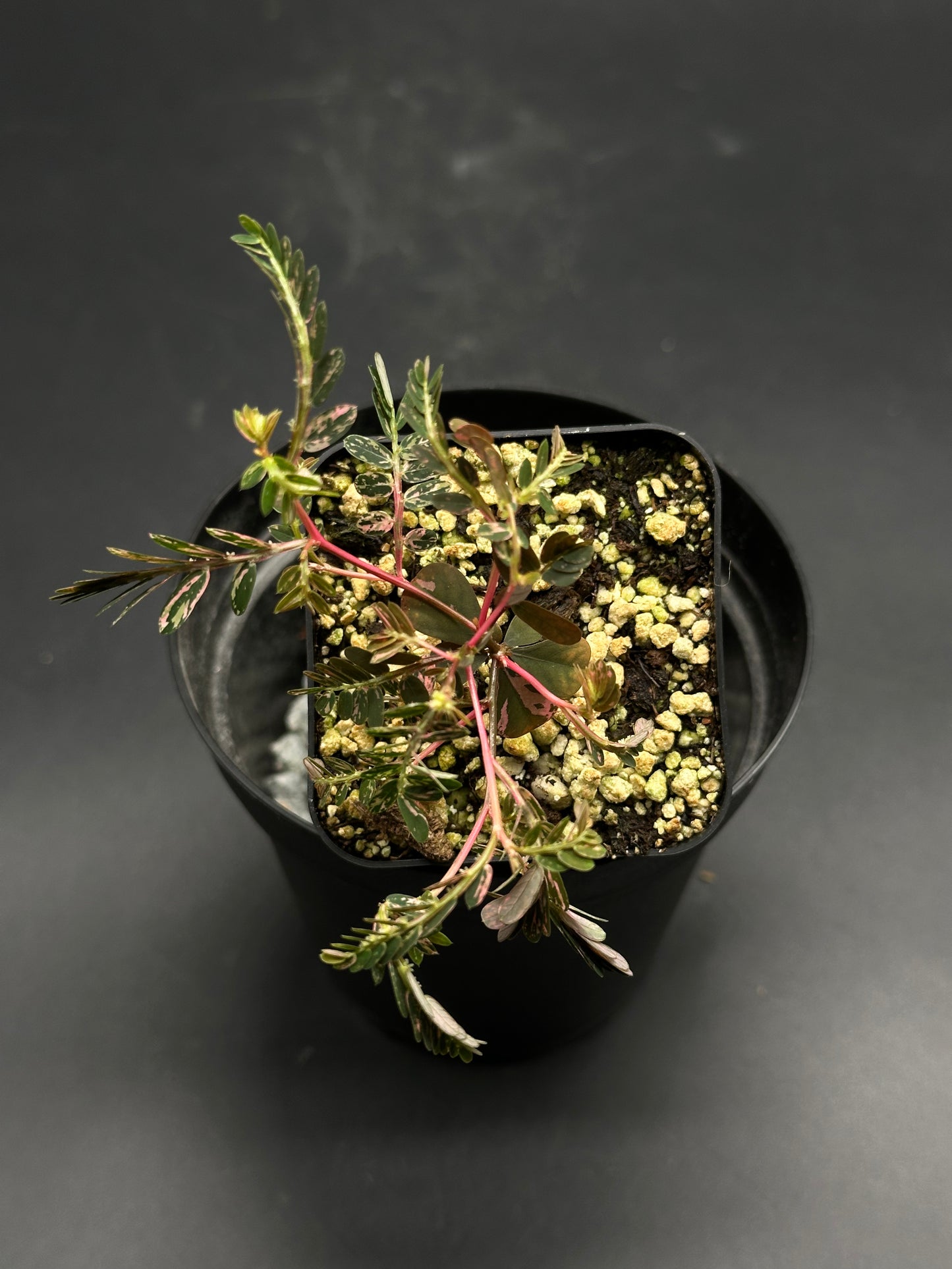 Overhead view of 🦿🤪 Flim-Flam-Floop 🤪🦿 (130W099), a young variegated aralia-type plant with pink-tinged stems and pinnate leaves in a black plastic pot.