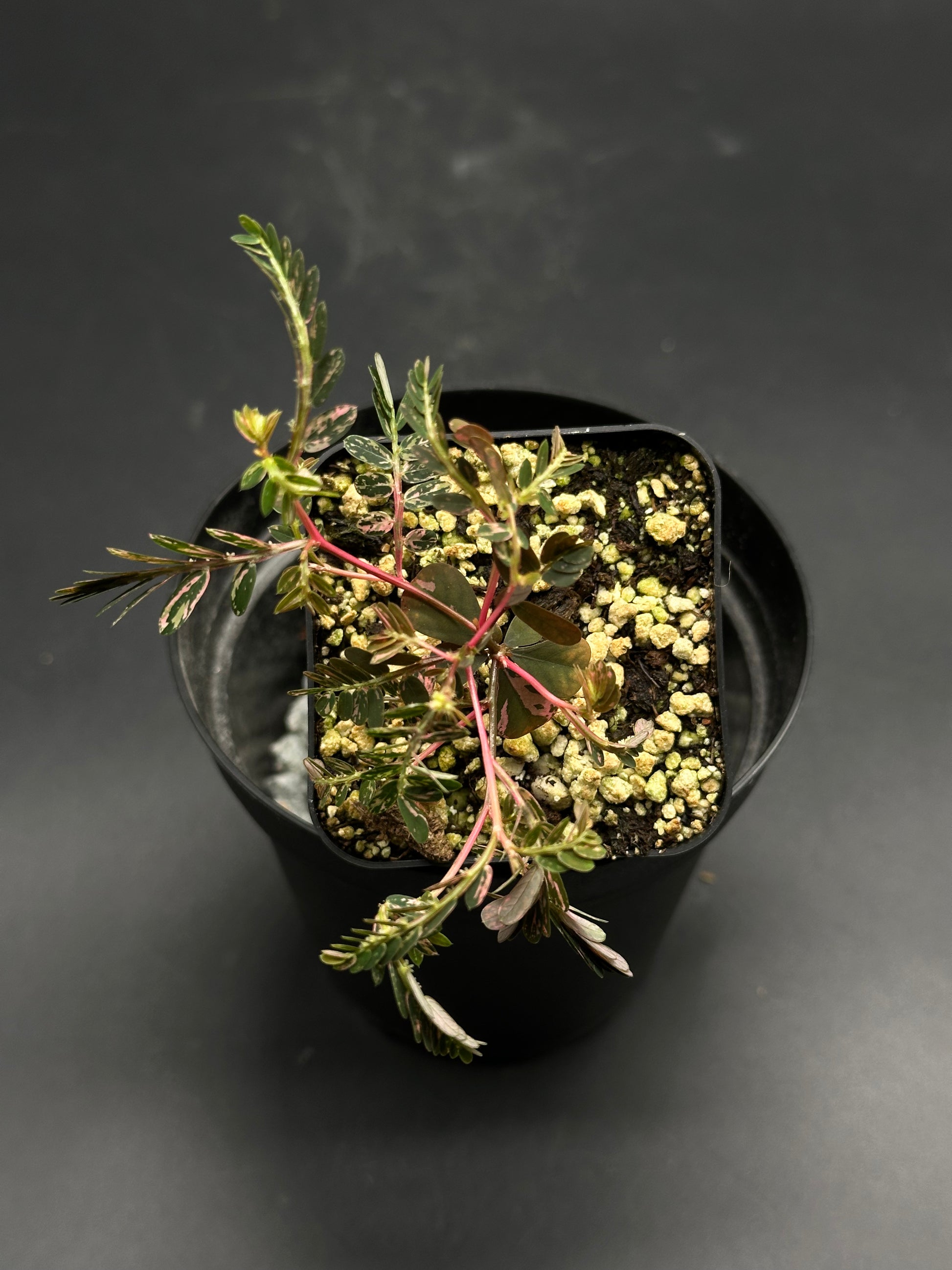 Overhead view of 🦿🤪 Flim-Flam-Floop 🤪🦿 (130W099), a young variegated aralia-type plant with pink-tinged stems and pinnate leaves in a black plastic pot.
