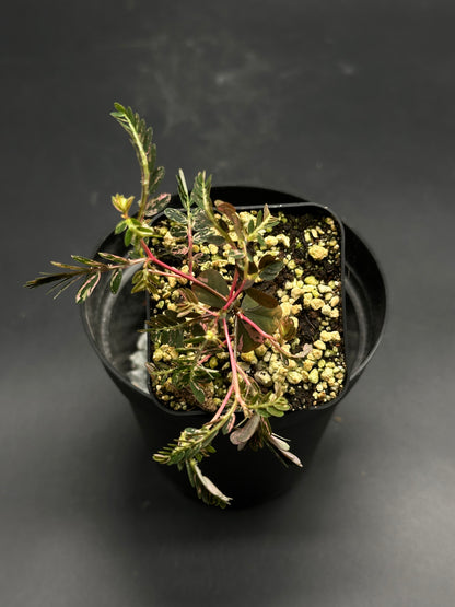 Overhead view of 🦿🤪 Flim-Flam-Floop 🤪🦿 (130W099), a young variegated aralia-type plant with pink-tinged stems and pinnate leaves in a black plastic pot.
