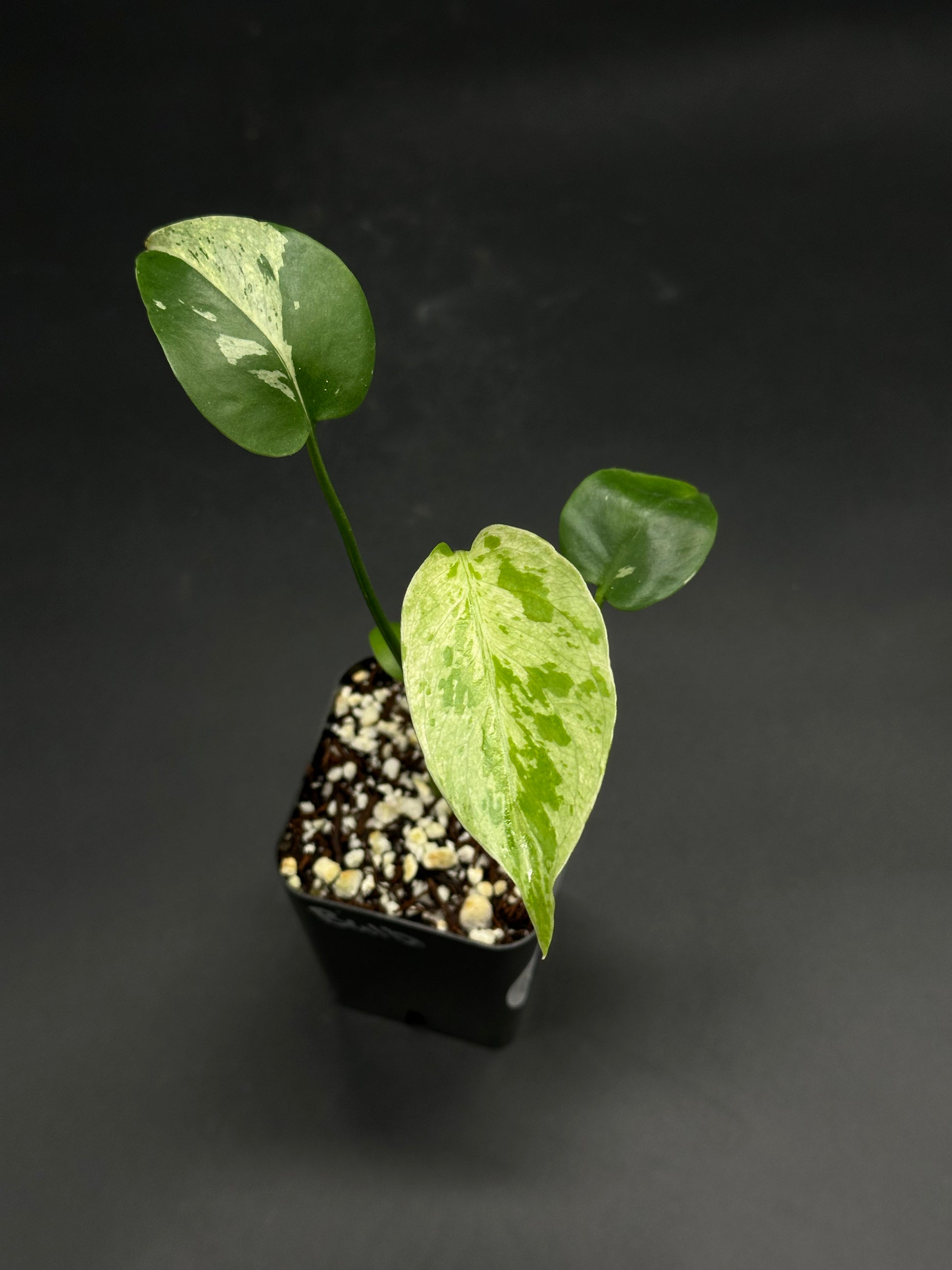 🧠🍄 Splizz-Whizz-Wop 🍄🧠: Variegated pothos in a black nursery pot, showcasing heart-shaped, green and cream marbled leaves, ideal for exotic houseplant enthusiasts.