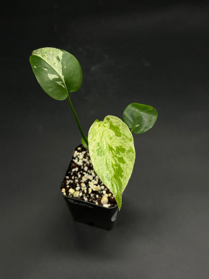 🧠🍄 Splizz-Whizz-Wop 🍄🧠: Variegated pothos in a black nursery pot, showcasing heart-shaped, green and cream marbled leaves, ideal for exotic houseplant enthusiasts.