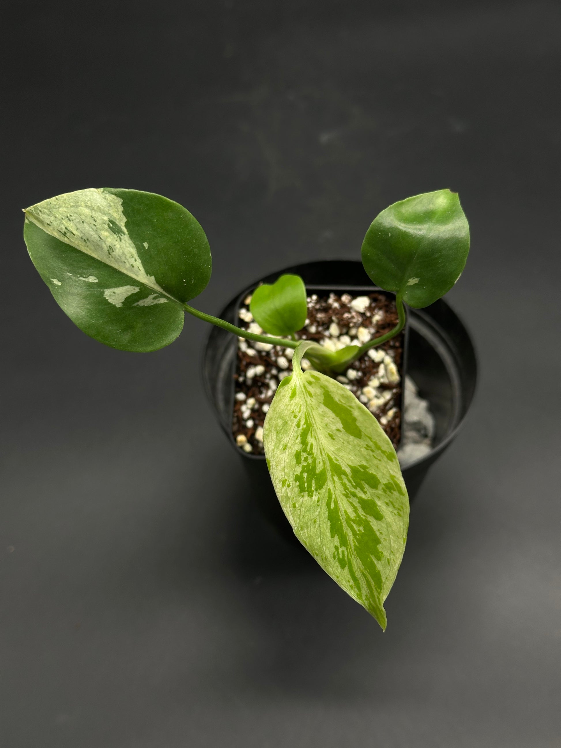 🧠🍄 Splizz-Whizz-Wop 🍄🧠: Variegated pothos cutting in nursery pot, showcasing green leaves with cream marbling, ideal for exotic houseplant enthusiasts.