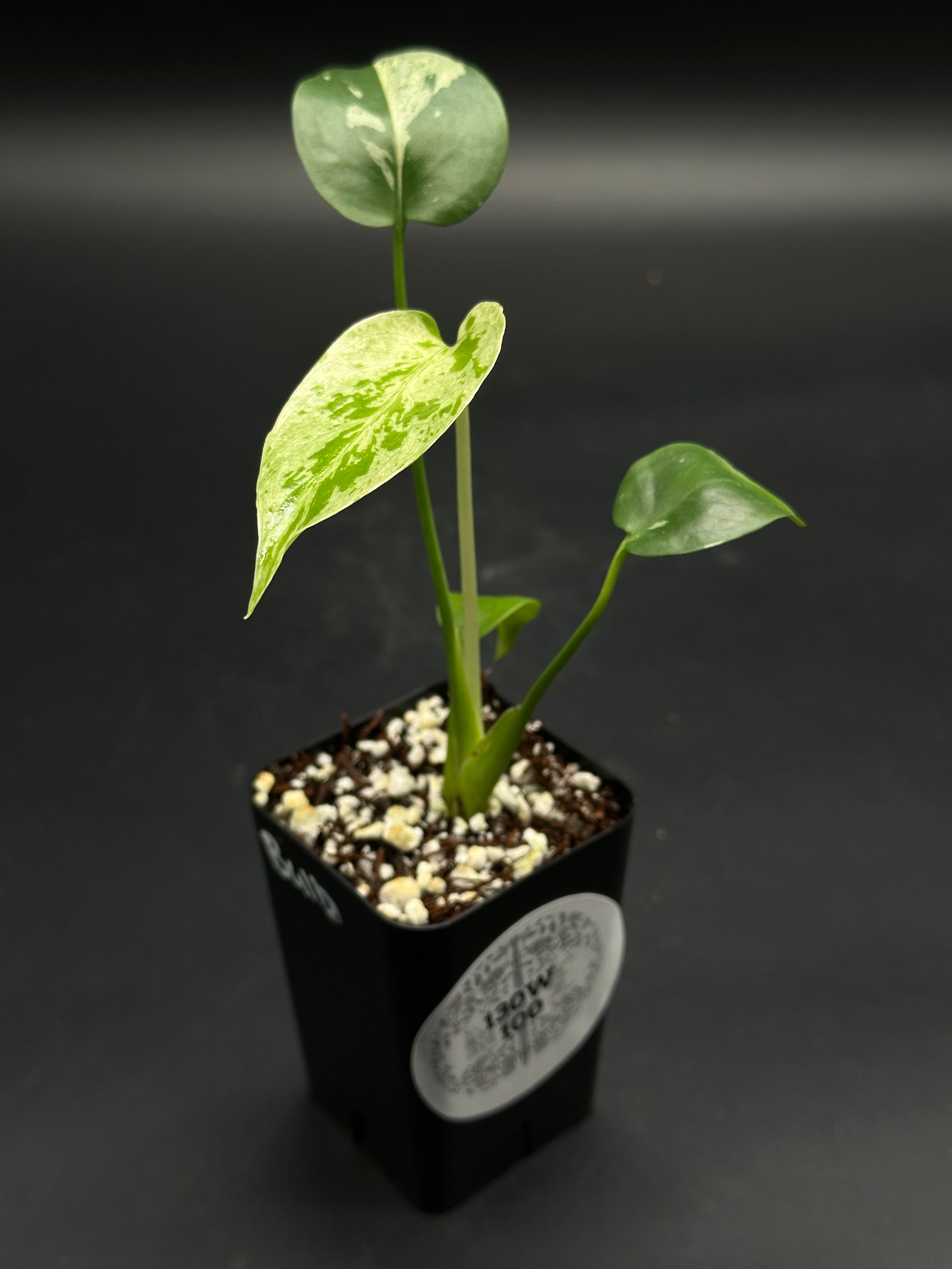 🧠🍄 Splizz-Whizz-Wop 🍄🧠 (130W100) variegated houseplant in black nursery pot with soil-perlite mix, ideal for exotic plant enthusiasts.