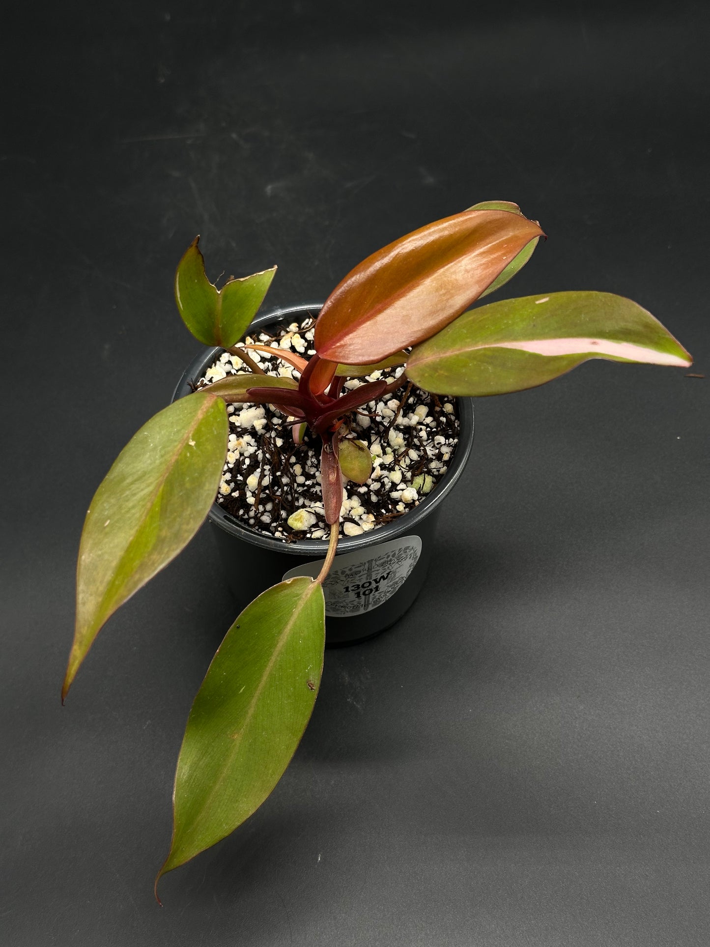 🦷🎲 Gurgle-Blurp-Zap 🎲🦷 (130W101): A rare variegated Philodendron with reddish-bronze leaves and pale pink splashes, potted in standard mix with perlite.