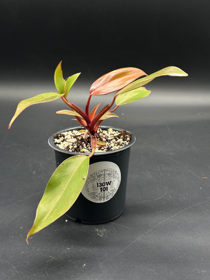 🦷🎲 Gurgle-Blurp-Zap 🎲🦷 (130W101) young Philodendron in a black nursery pot, featuring reddish stems and coppery-red new leaves, ideal for aroid enthusiasts.