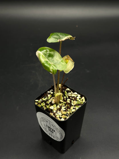 🧛🖤 Ooze-Goose-Gonk 🖤🧛 (130W102) variegated houseplant with heart-shaped, mottled leaves in a small black nursery pot, ideal for exotic plant enthusiasts.