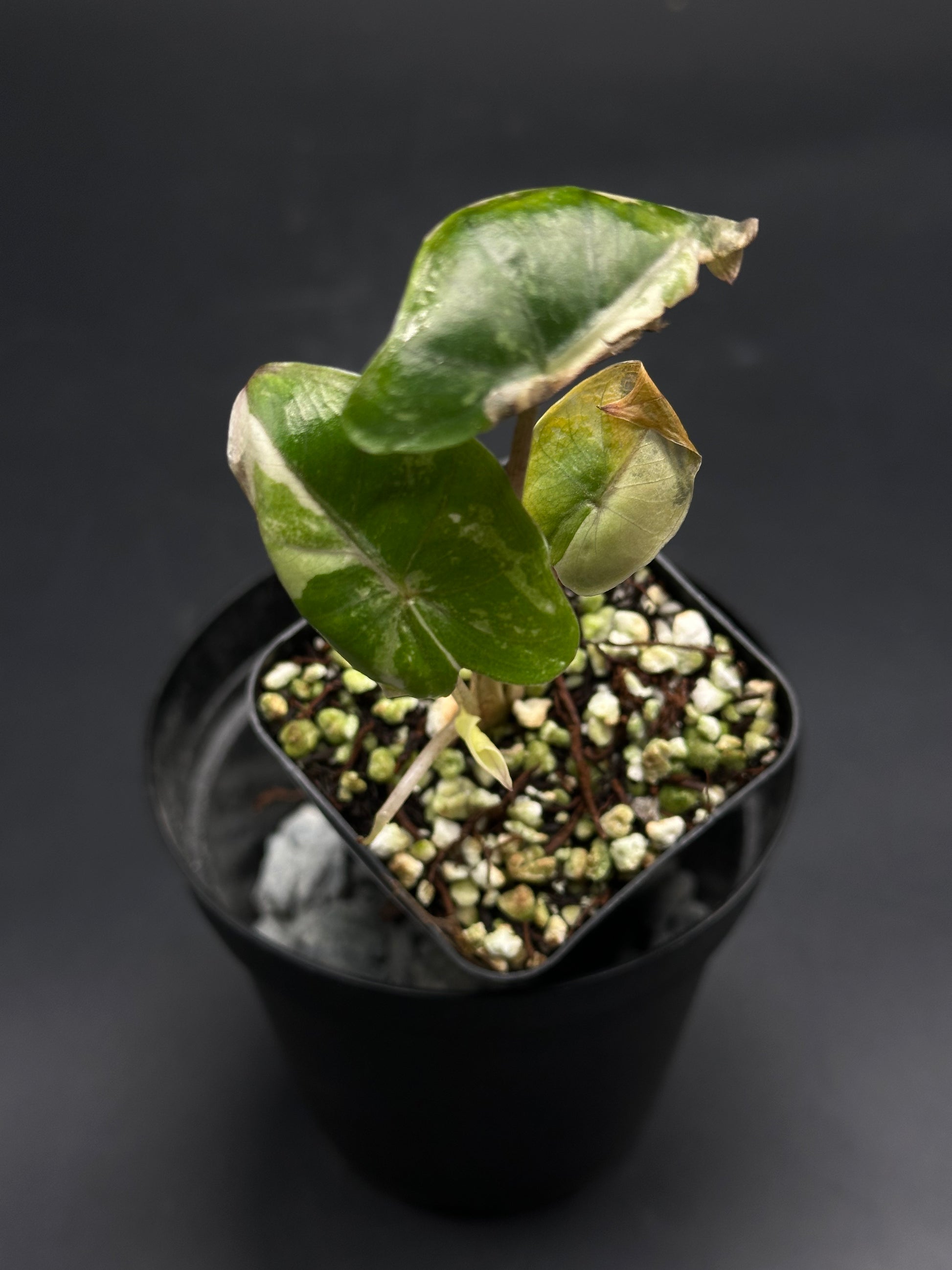 🧛🖤 Ooze-Goose-Gonk 🖤🧛: A young variegated aroid in a black nursery pot, showcasing arrowhead-shaped leaves with green and creamy-white marbling.