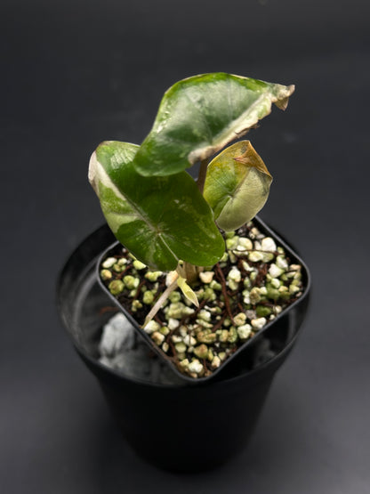 🧛🖤 Ooze-Goose-Gonk 🖤🧛: A young variegated aroid in a black nursery pot, showcasing arrowhead-shaped leaves with green and creamy-white marbling.