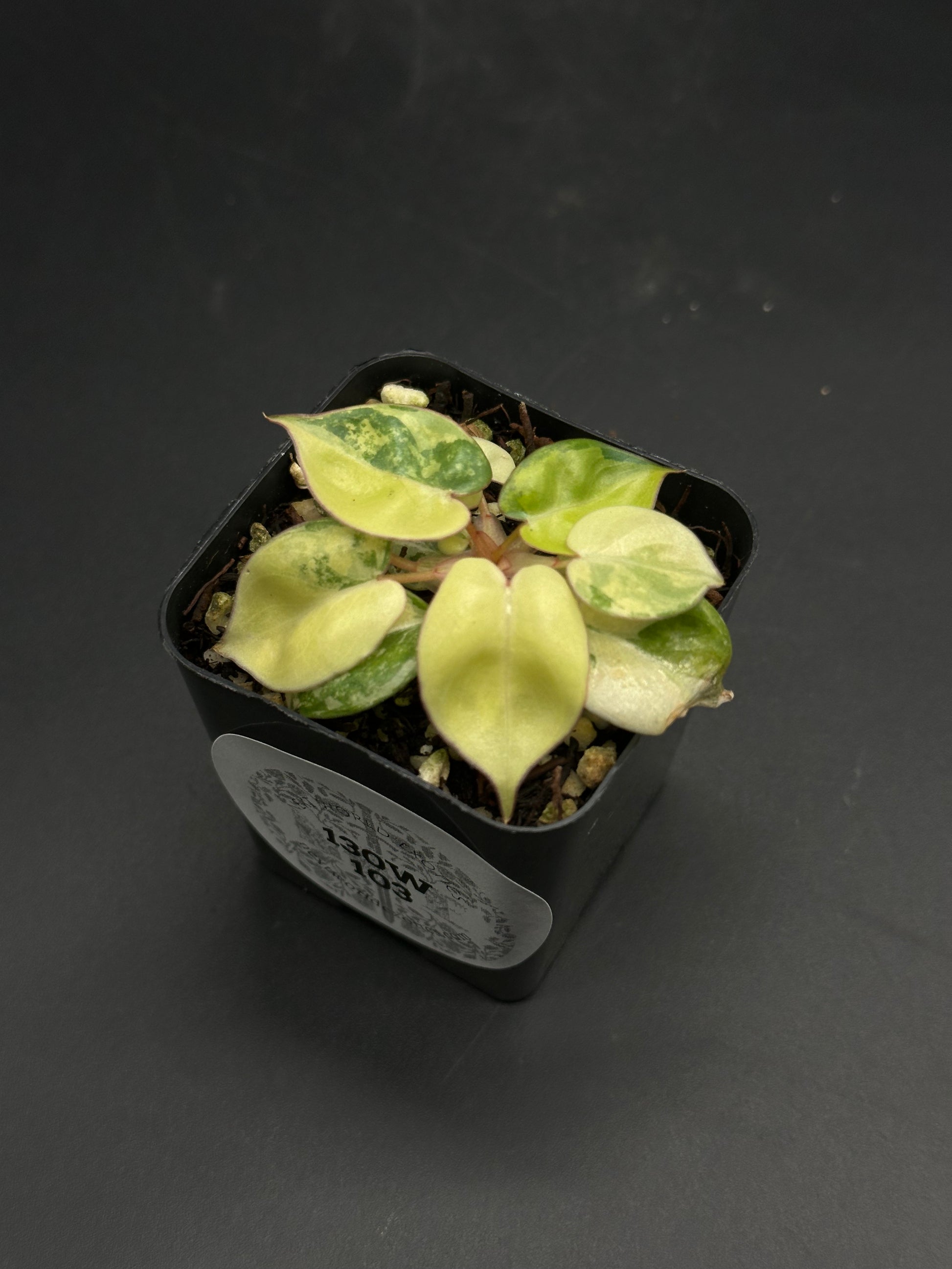 🎅🎀 Zip-Zap-Zoodle 🎀🎅 (130W103) is a variegated Peperomia houseplant with thick oval leaves in a small black nursery pot.