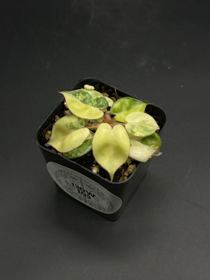 🎅🎀 Zip-Zap-Zoodle 🎀🎅 (130W103) is a variegated Peperomia houseplant with thick oval leaves in a small black nursery pot.