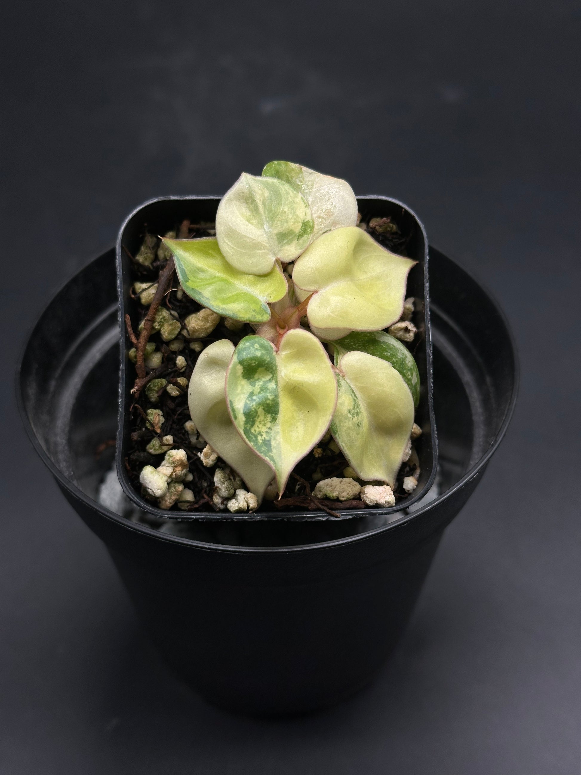 🎅🎀 Zip-Zap-Zoodle 🎀🎅 (130W103), a small potted variegated Peperomia with heart-shaped leaves and red-tinged stems, ideal for exotic houseplant enthusiasts.
