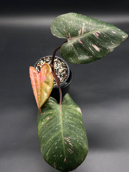 🧚🔮 Frizzle-Frazz-7 🔮🧚 (130W104) features a potted variegated Philodendron with heart-shaped leaves, dark green and splashed with pink, and a new pink leaf emerging.