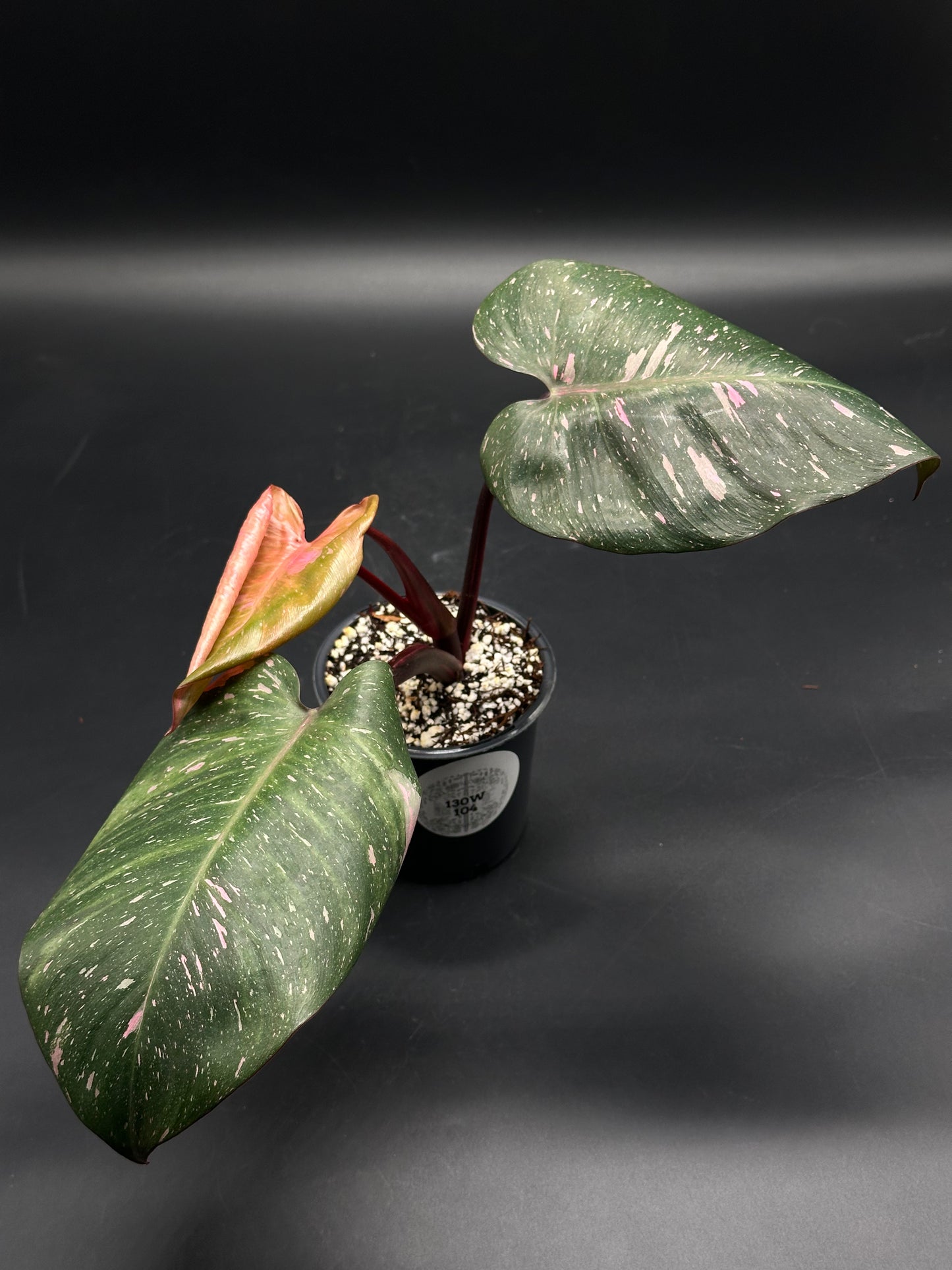 🧚🔮 Frizzle-Frazz-7 🔮🧚, a variegated philodendron with dark green and pink-splashed leaves, in a black nursery pot, showcasing a new reddish leaf.