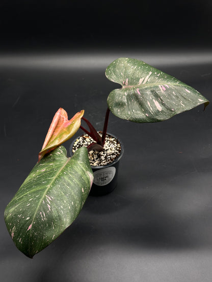 🧚🔮 Frizzle-Frazz-7 🔮🧚, a variegated philodendron with dark green and pink-splashed leaves, in a black nursery pot, showcasing a new reddish leaf.