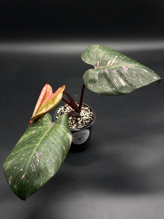 🧚🔮 Frizzle-Frazz-7 🔮🧚, a variegated philodendron with dark green and pink-splashed leaves, in a black nursery pot, showcasing a new reddish leaf.
