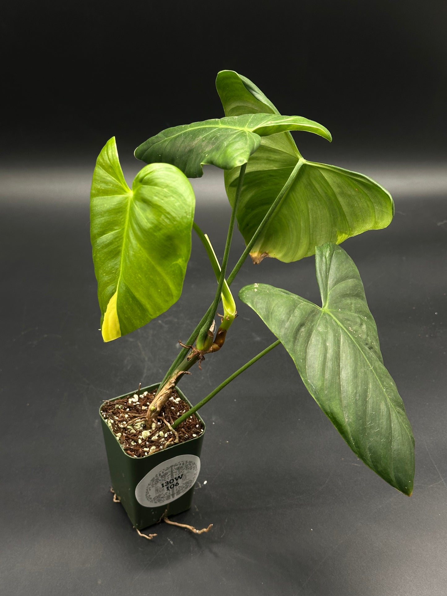 🧟⛓️ Skeeter-Skat-Skut ⛓️🧟 (130W106) in nursery pot, featuring glossy, heart-shaped green leaves, ideal for exotic houseplant enthusiasts and collectors.