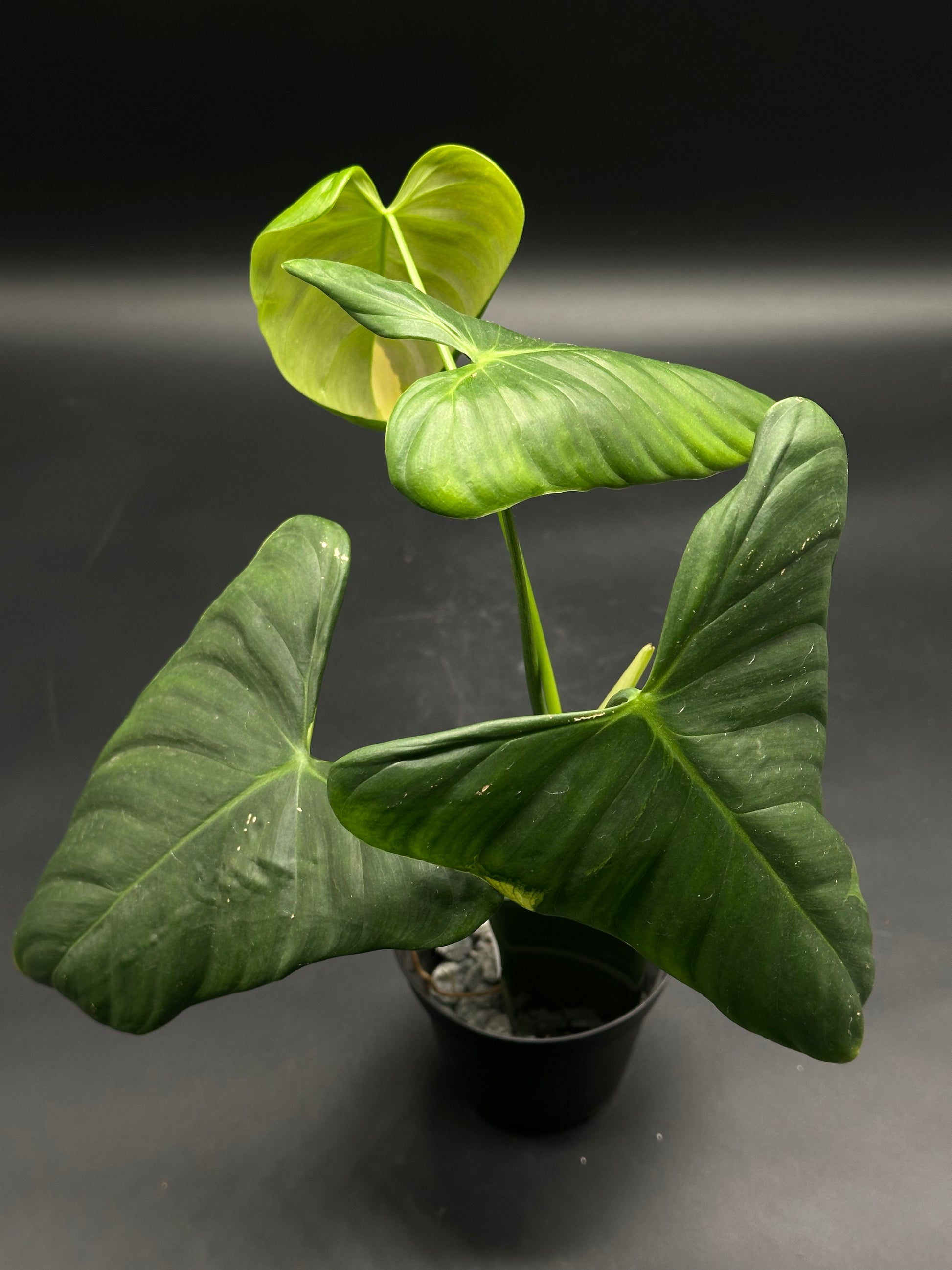 🧟⛓️ Skeeter-Skat-Skut ⛓️🧟 (130W106) features large, smooth, heart-shaped leaves, perfect for exotic plant enthusiasts and collectors.