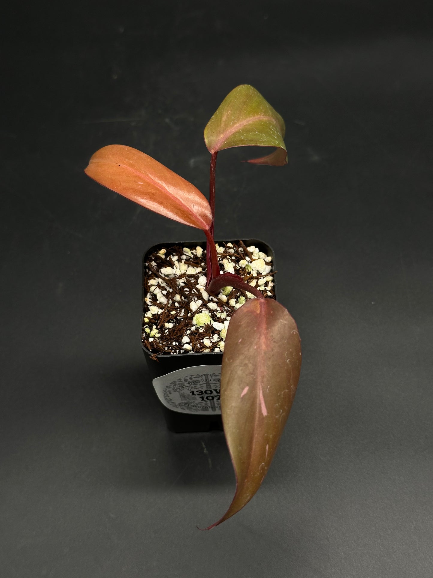 🧝🤸 Lump-Leap-Gloop 🤸🧝 (130W107) features a young philodendron cutting with three variegated lanceolate leaves in a black nursery pot.