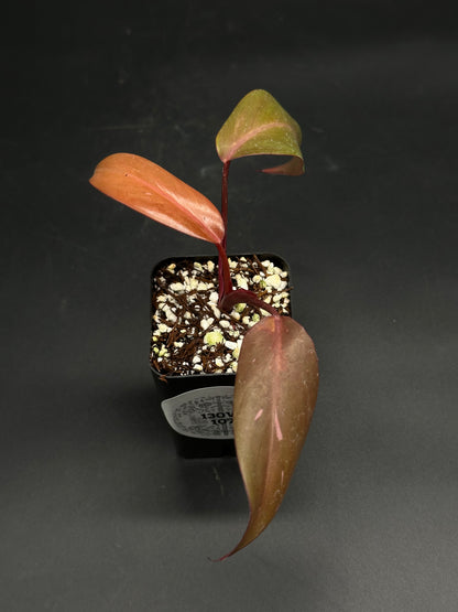 🧝🤸 Lump-Leap-Gloop 🤸🧝 (130W107) features a young philodendron cutting with three variegated lanceolate leaves in a black nursery pot.