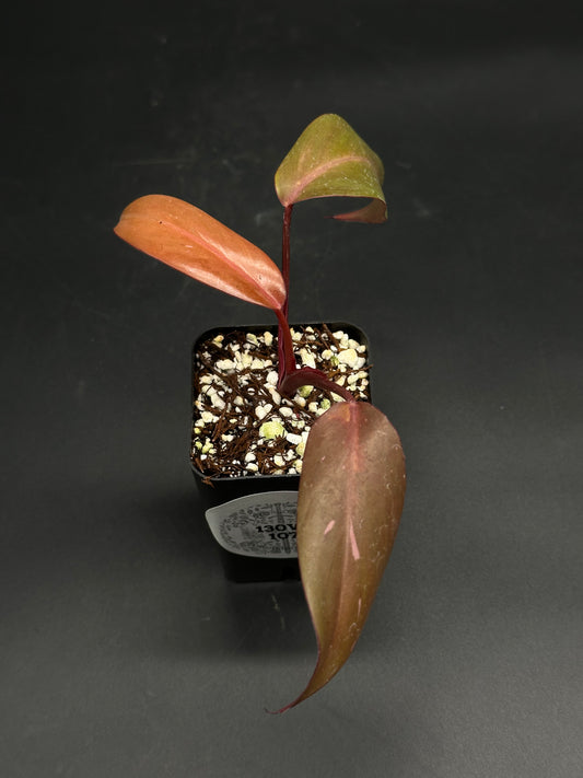🧝🤸 Lump-Leap-Gloop 🤸🧝 (130W107) features a young philodendron cutting with three variegated lanceolate leaves in a black nursery pot.