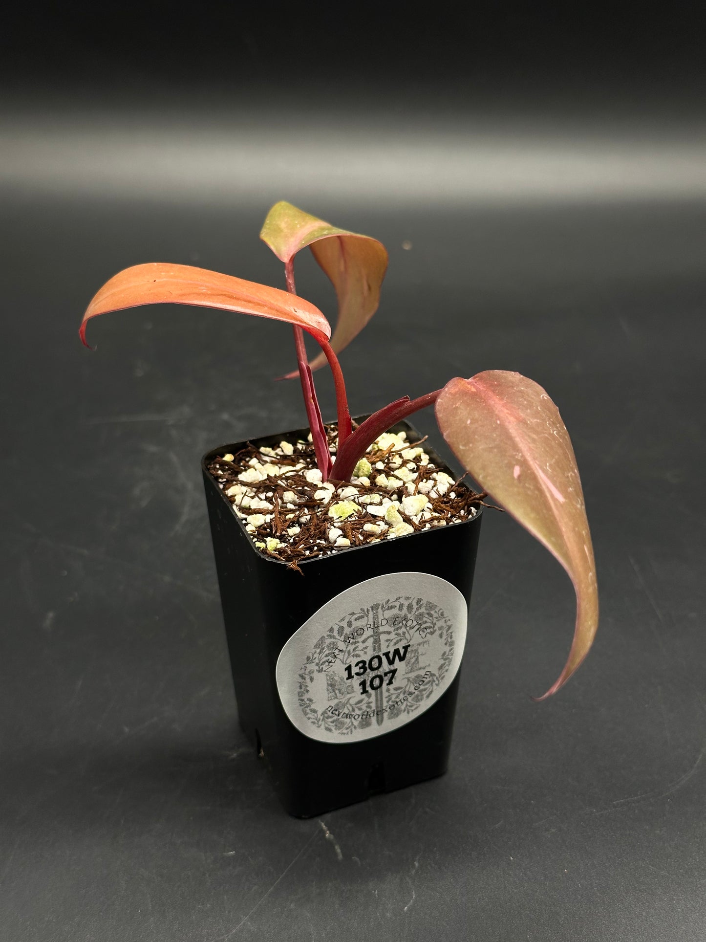 🧝🤸 Lump-Leap-Gloop 🤸🧝 (130W107), a young red-leafed houseplant cutting, roots in a small black nursery pot with a coppery-red lance-shaped leaves.