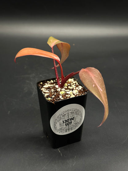🧝🤸 Lump-Leap-Gloop 🤸🧝 (130W107), a young red-leafed houseplant cutting, roots in a small black nursery pot with a coppery-red lance-shaped leaves.