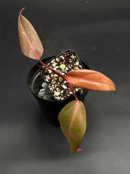🧝🤸 Lump-Leap-Gloop 🤸🧝 (130W107) juvenile aroid in black pot, featuring red stem and coppery leaves with airy bark/perlite mix, ideal for exotic plant collectors.