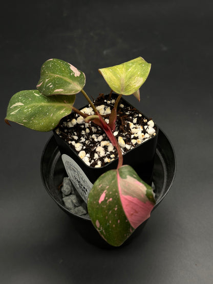 🧙🤡 Razzle-Dazz-Dork 🤡🧙 (130W108) variegated houseplant with mottled green and pink leaves, in a black nursery pot with perlite soil, perfect for exotic plant enthusiasts.