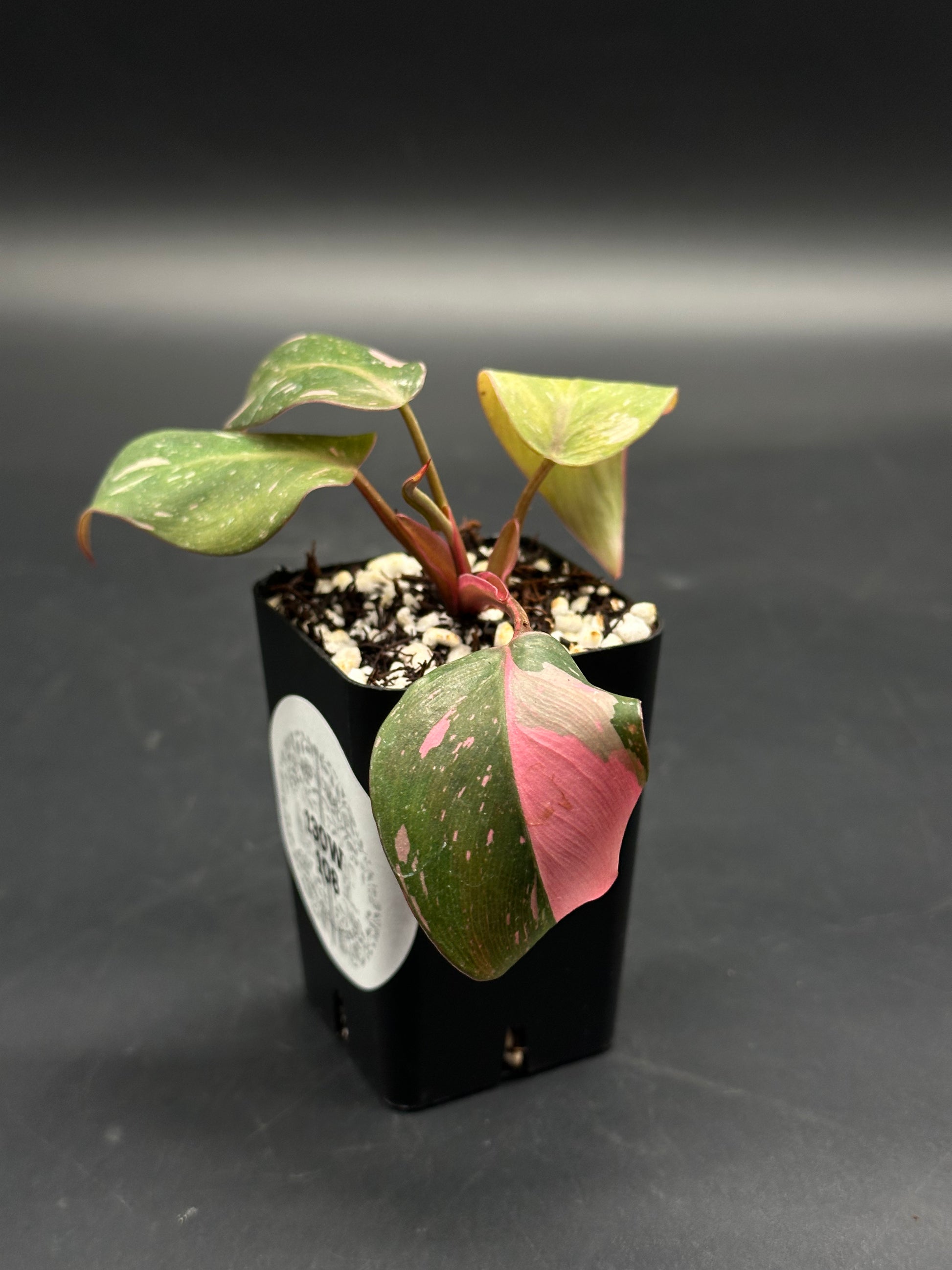 🧙🤡 Razzle-Dazz-Dork 🤡🧙 (130W108): Young pink-variegated philodendron in a black grow pot, featuring glossy heart-shaped leaves with green and blush-pink variegation.