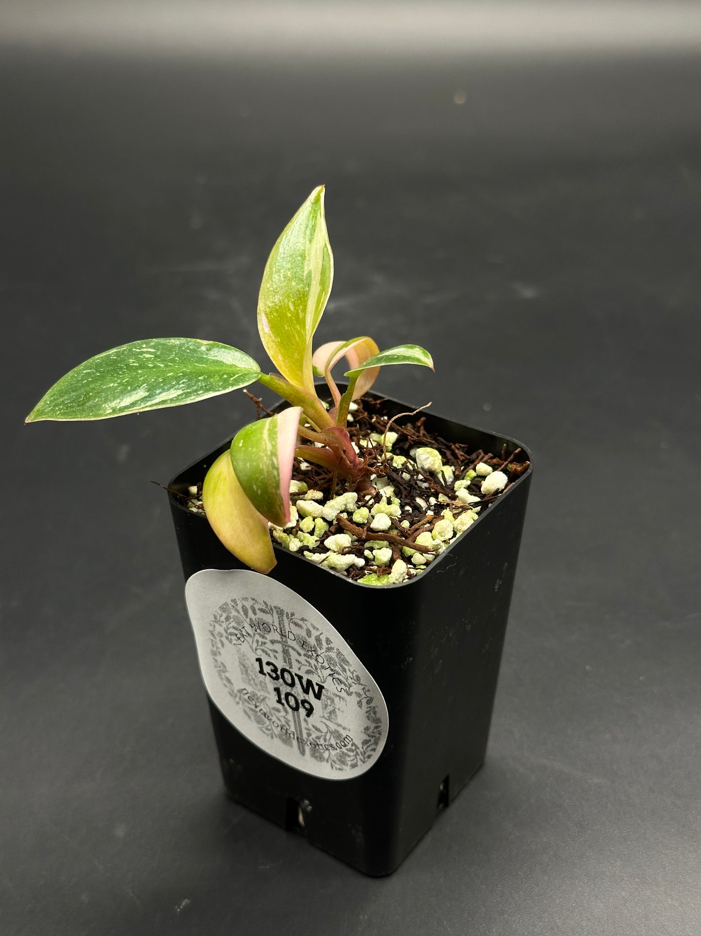 “Ghosty-Goob-Wig” variegated houseplant cutting in black plastic pot, featuring marbled green and creamy white foliage with pinkish leaf undersides, labeled “130W 109.”