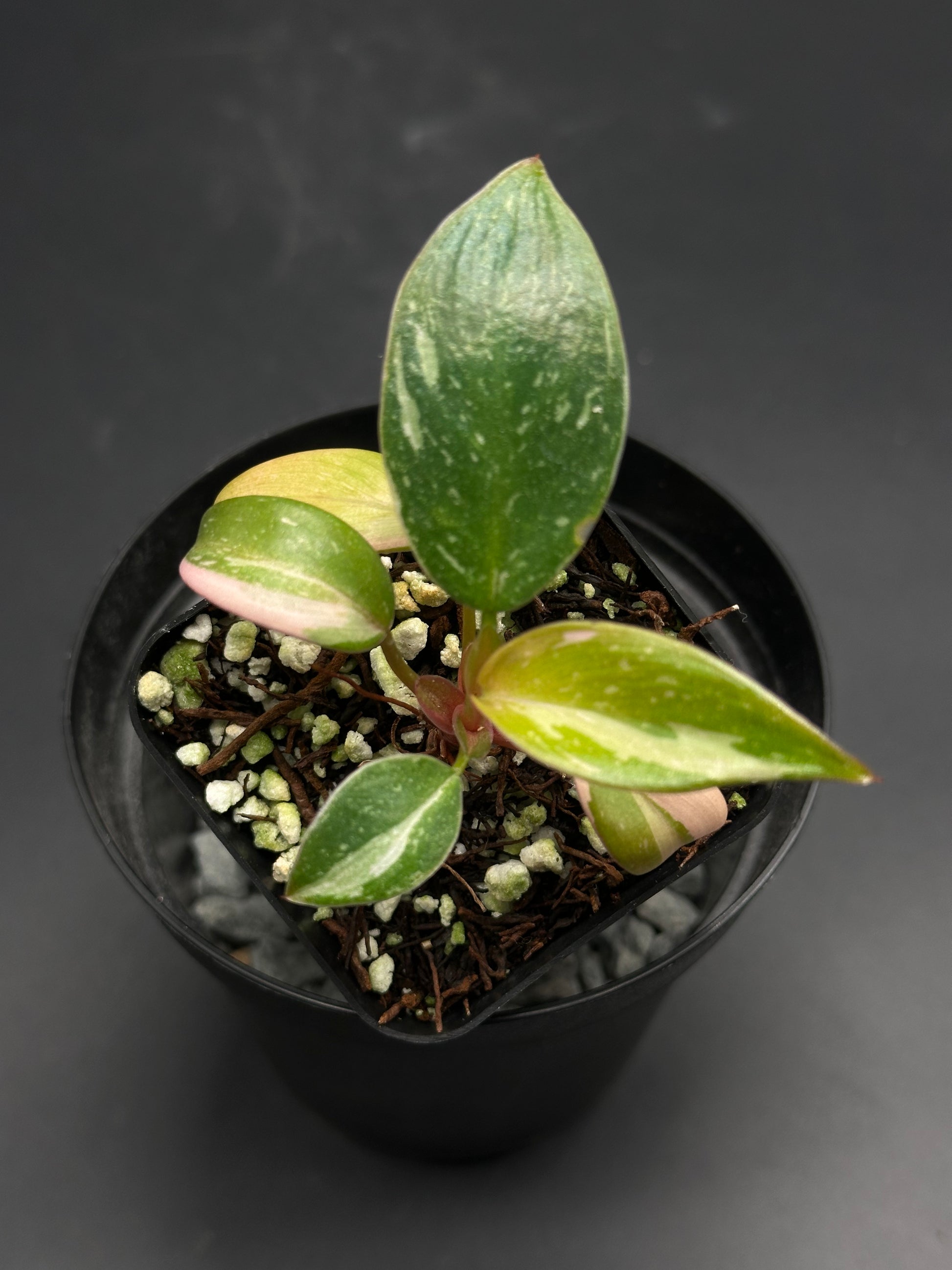 Young variegated Hoya Ghosty-Goob-Wig in a black nursery pot, featuring waxy leaves with green centers, creamy streaks, and pinkish margins.