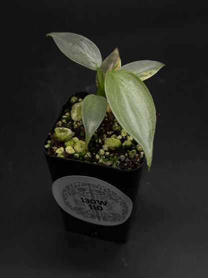 🤺🥨 Munchy-Moo-Bloop 🥨🤺 (130W110) plant with silvery-green lance-shaped leaves in a black nursery pot, featuring a chunky substrate mix.