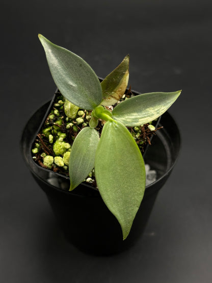 🤺🥨 Munchy-Moo-Bloop 🥨🤺 (130W110), a young aroid in a black pot, features silvery-green lance-shaped leaves, ideal for exotic houseplant enthusiasts.