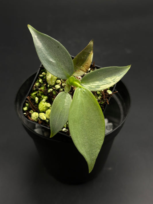 🤺🥨 Munchy-Moo-Bloop 🥨🤺 (130W110), a young aroid in a black pot, features silvery-green lance-shaped leaves, ideal for exotic houseplant enthusiasts.