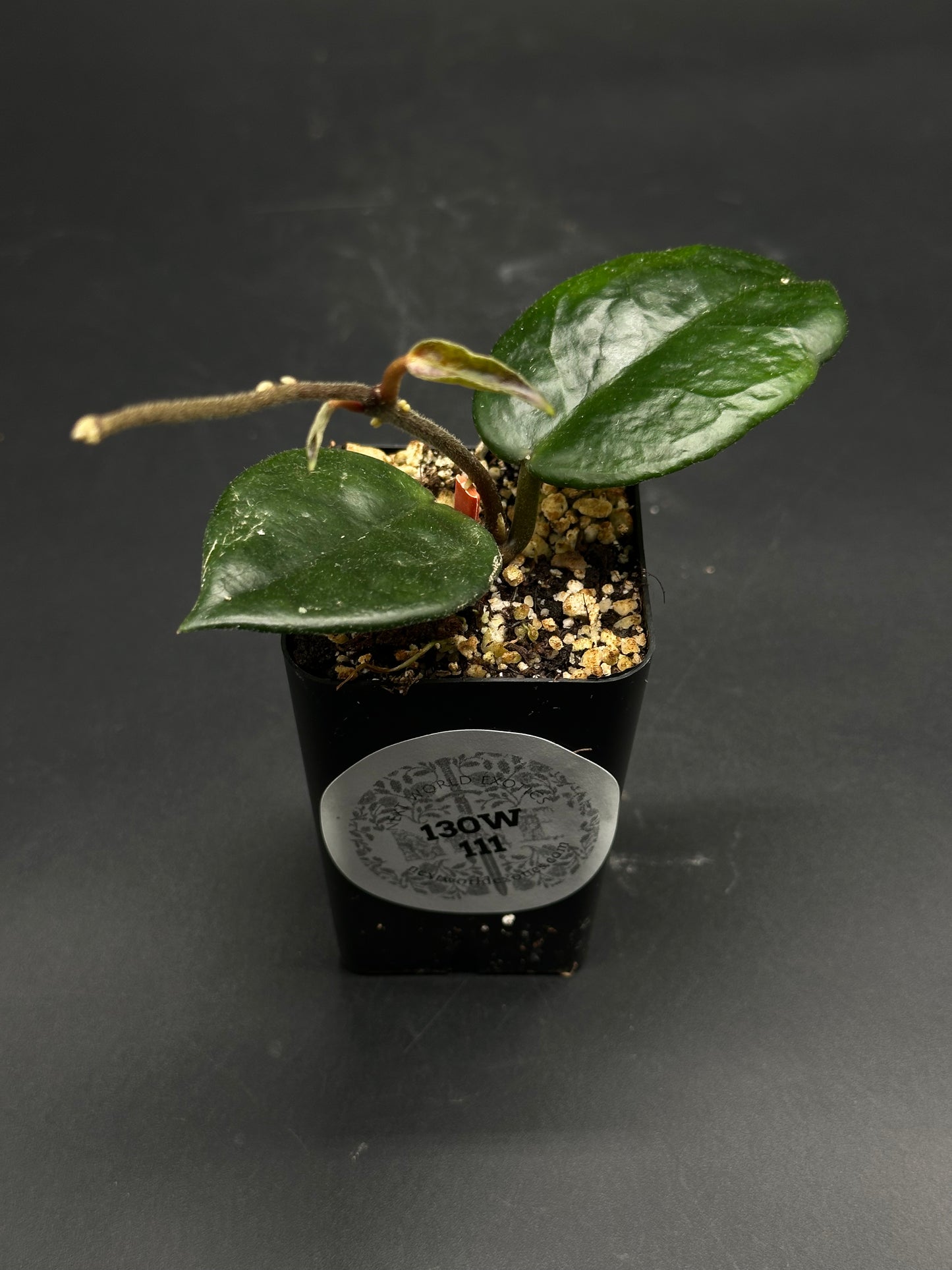 🦄🧨 Punt-Pow-Grizzle 🧨🦄 (130W111) Hoya plant with two glossy leaves in a black pot, set against a dark background. Ideal for exotic plant enthusiasts.