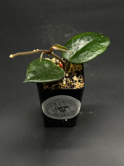 🦄🧨 Punt-Pow-Grizzle 🧨🦄 (130W111) Hoya plant with two glossy leaves in a black pot, set against a dark background. Ideal for exotic plant enthusiasts.