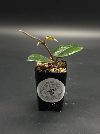 🦄🧨 Punt-Pow-Grizzle 🧨🦄 (130W111): A small nursery pot holding a young exotic houseplant cutting with two glossy leaves and an emerging leaf.