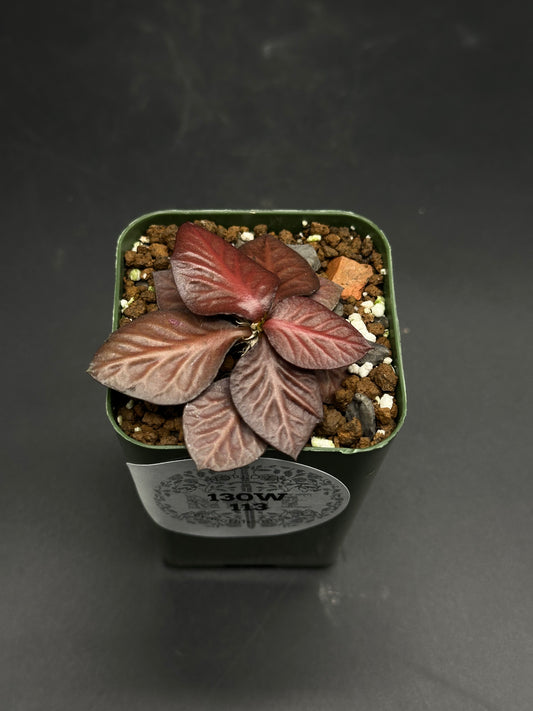 🥳🥓 Sizzly-Sog-Zog 🥓🥳 (130W113) plant in a small plastic pot with dark red-bronze rosette leaves, textured and grown in pumice/perlite mix.