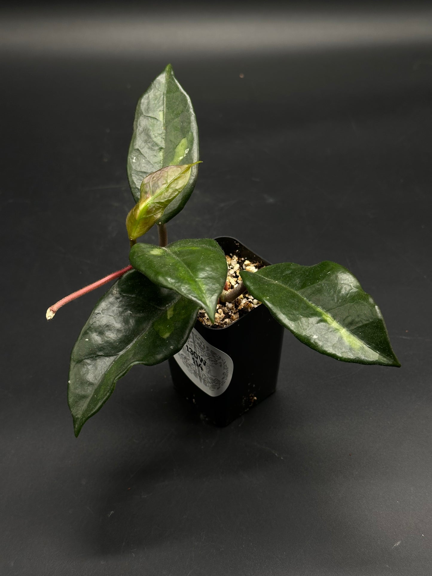 🎈🧦 Left-Sock-Signal 🧦🎈 (130W114) - A small potted variegated Aglaonema with glossy lanceolate leaves, featuring a central lighter stripe, in a well-draining mix.