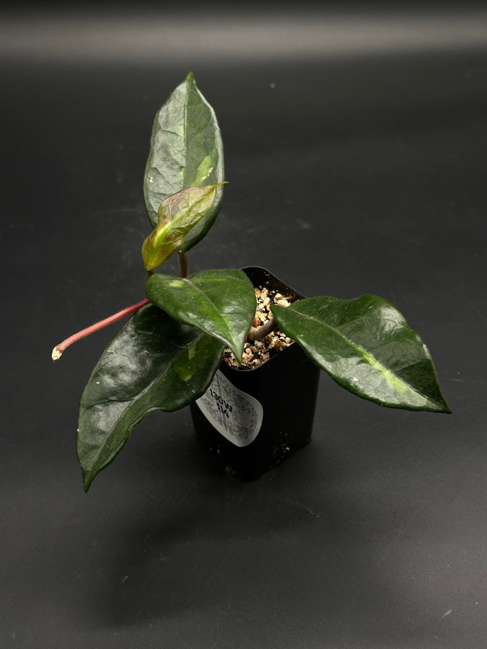 🎈🧦 Left-Sock-Signal 🧦🎈 (130W114) - A small potted variegated Aglaonema with glossy lanceolate leaves, featuring a central lighter stripe, in a well-draining mix.