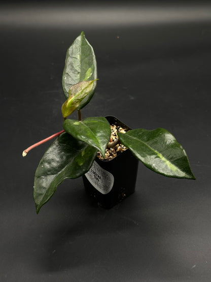 🎈🧦 Left-Sock-Signal 🧦🎈 (130W114) - A small potted variegated Aglaonema with glossy lanceolate leaves, featuring a central lighter stripe, in a well-draining mix.